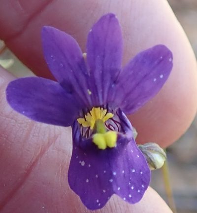 Nemesia leipoldtii, photographed by Peter Warren