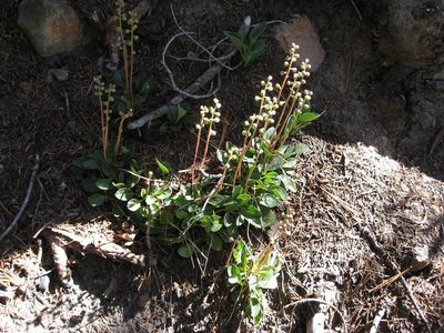 Pyrola dentata, photographed by John Brew
