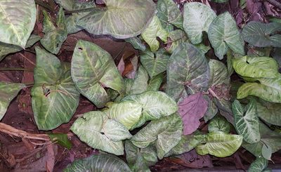 Syngonium neglectum, photographed by alessandradalia