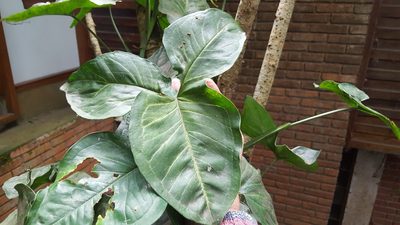 Syngonium neglectum, photographed by alessandradalia