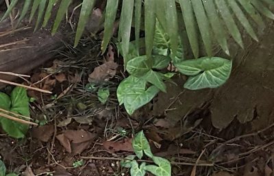 Syngonium neglectum, photographed by alessandradalia