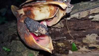 Syngonium neglectum, photographed by alessandradalia