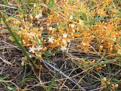 Cuscuta tasmanica, photographed by Miguel de Salas