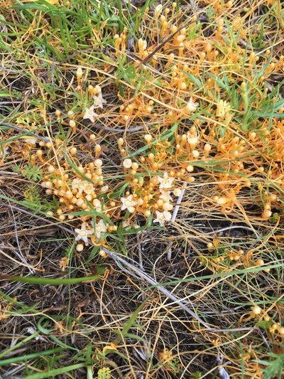 Cuscuta tasmanica, photographed by Miguel de Salas