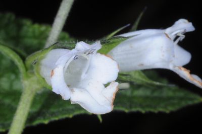 Lepechinia floribunda, photographed by aacocucci