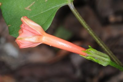Ipomoea rubriflora, photographed by aacocucci