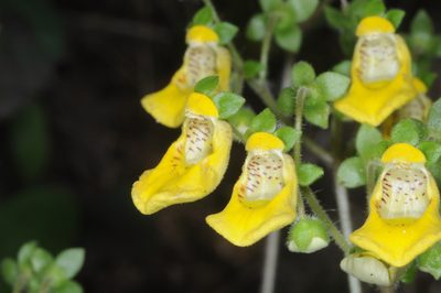 Calceolaria parviflora, photographed by aacocucci