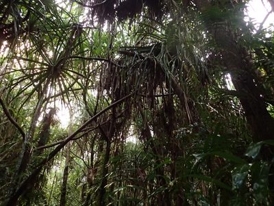 Pandanus solms-laubachii, photographed by Julien Renoult