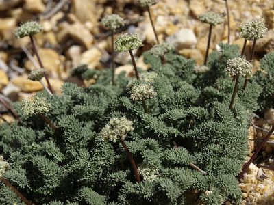 Cymopterus aboriginum, photographed by Jim Morefield