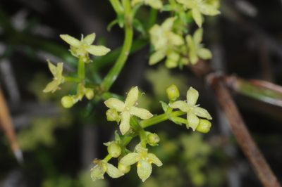 Trichogalium latoramosum, photographed by aacocucci