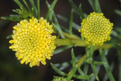 Baccharis aliena, photographed by aacocucci