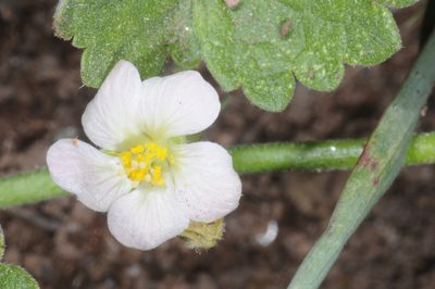 Krapovickasia flavescens, photographed by aacocucci