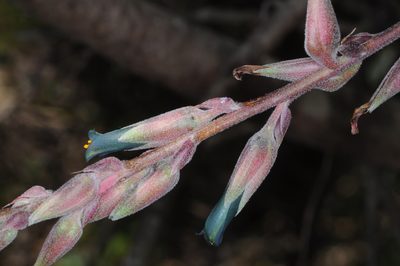 Puya spathacea, photographed by aacocucci