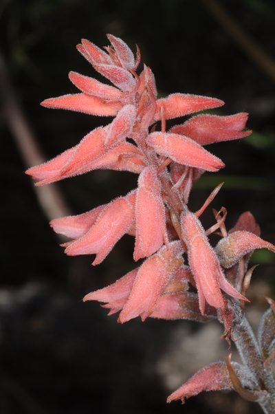 Trichogalium latoramosum, photographed by aacocucci