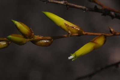 Deuterocohnia longipetala, photographed by aacocucci