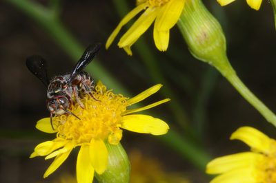 Senecio pampeanus, photographed by aacocucci