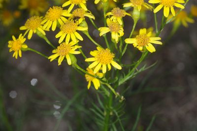 Senecio pampeanus, photographed by aacocucci