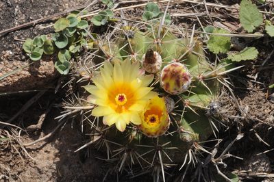 Parodia mammulosa, photographed by aacocucci