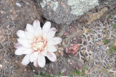 Gymnocalycium quehlianum, photographed by aacocucci