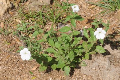 Petunia axillaris, photographed by aacocucci