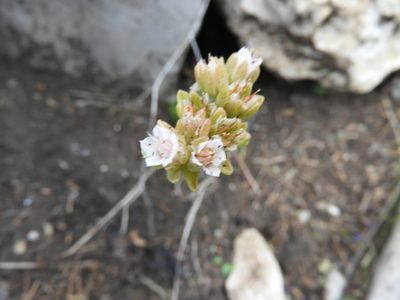 Sedum wrightii, photographed by Leticia Jiménez Hernández