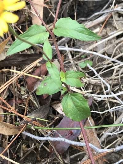 Heliopsis buphthalmoides, photographed by Laura Clark