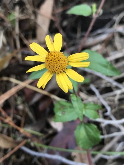Heliopsis buphthalmoides, photographed by Laura Clark