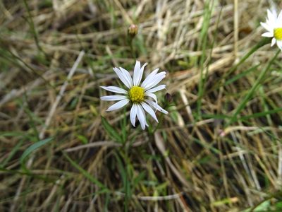 Symphyotrichum tenuifolium, photographed by Sandra Keller