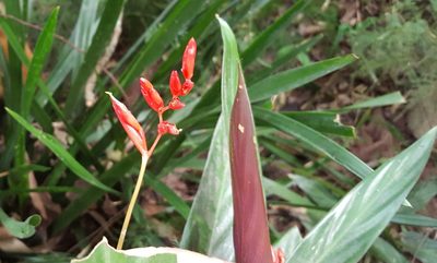 Stromanthe thalia, photographed by alessandradalia