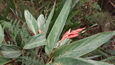 Stromanthe thalia, photographed by alessandradalia