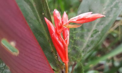 Stromanthe thalia, photographed by alessandradalia