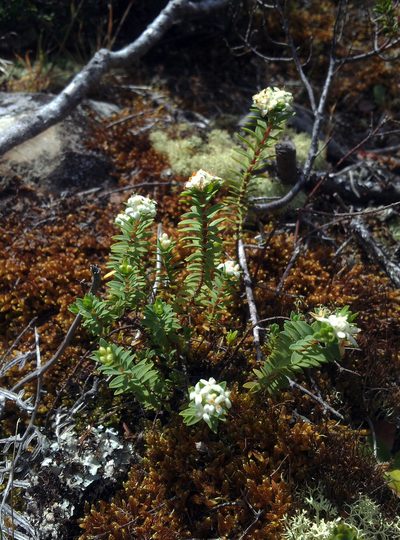 Pimelea orthia, photographed by Peter de Lange