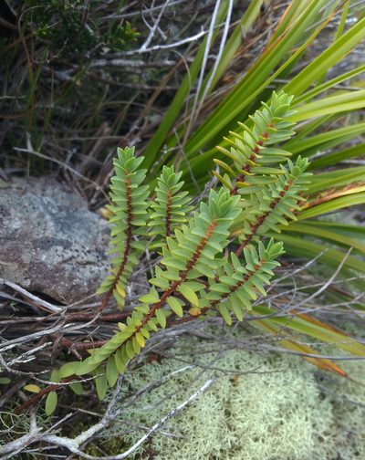 Pimelea orthia, photographed by Peter de Lange