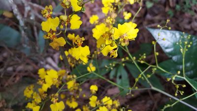 Gomesa flexuosa, photographed by alessandradalia