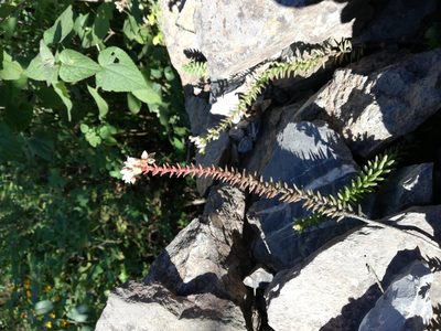 Sedum jurgensenii, photographed by Sandino Guerrero