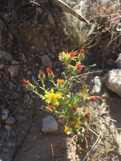 Xanthisma viscidum, photographed by Cecelia Alexander