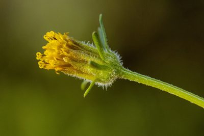 Bidens tenuisecta, photographed by Cecelia Alexander