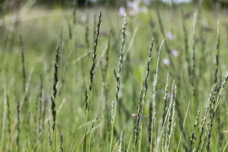 Muhlenbergia wrightii, photographed by Cecelia Alexander