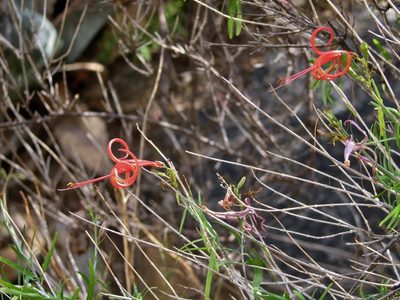 Anisacanthus linearis, photographed by Annika Lindqvist