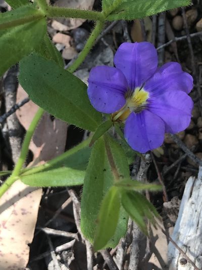 Scaevola calliptera, photographed by Ann Bentley