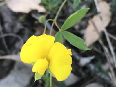 Gompholobium marginatum, photographed by Ann Bentley