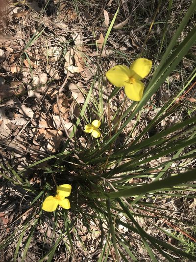 Patersonia umbrosa, photographed by Ann Bentley
