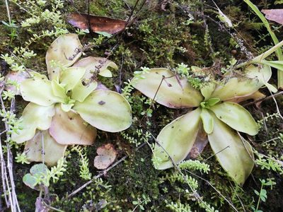 Pinguicula moranensis, photographed by Sandino Guerrero