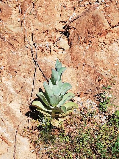 Kalanchoe marmorata, photographed by Sandino Guerrero