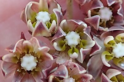 Asclepias depressa, photographed by Peter Warren