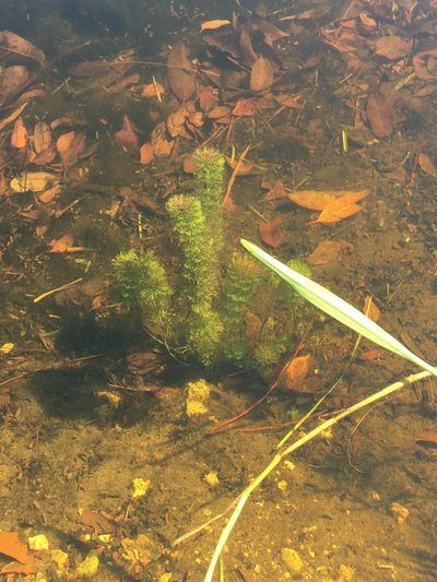 Limnophila sessiliflora, photographed by Ian Pfingsten