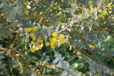 Acacia cultriformis, photographed by Scott Loarie