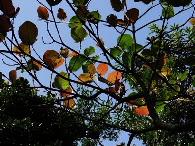 Neonauclea reticulata, photographed by 葉子