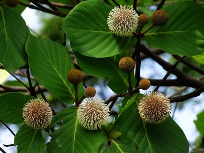 Neonauclea reticulata, photographed by 葉子