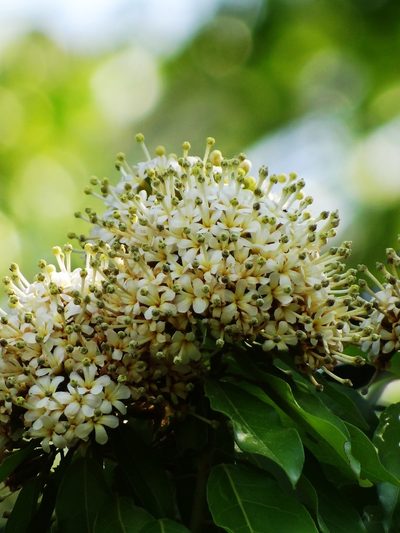 Reevesia thyrsoidea, photographed by 葉子